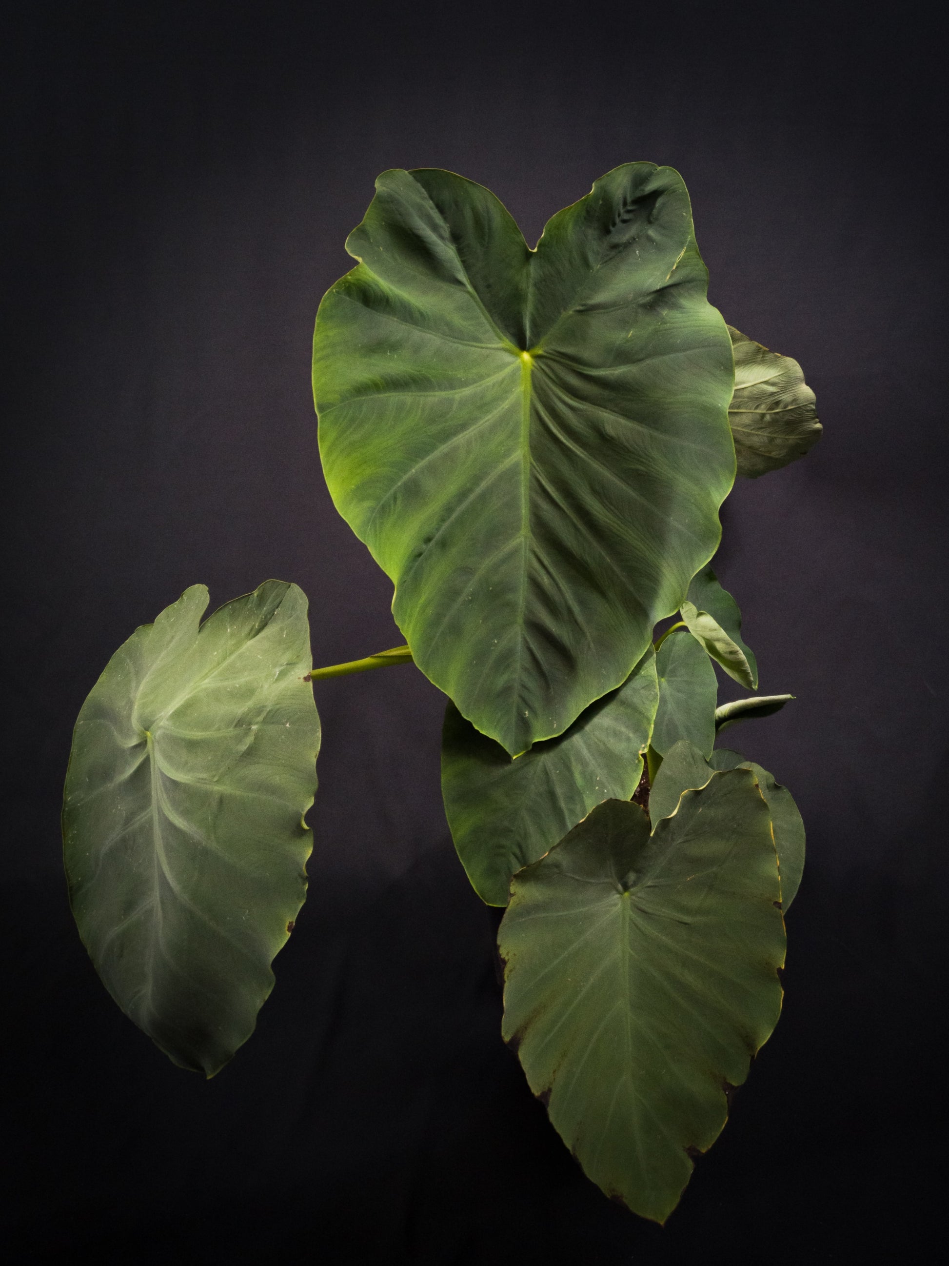 jack's giant elephant ear plant Colocasia 'Jack's Giant' – Passion Exotique