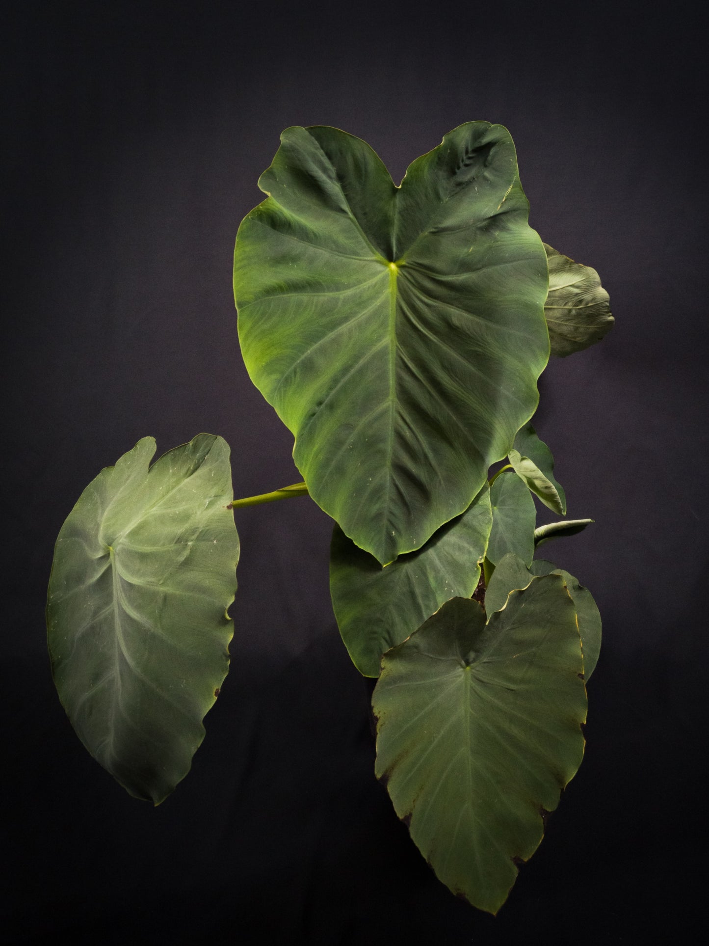 Colocasia 'Jack's Giant'