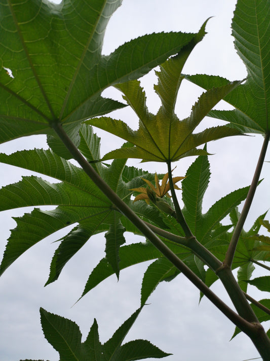 Giant castor (green trunk)