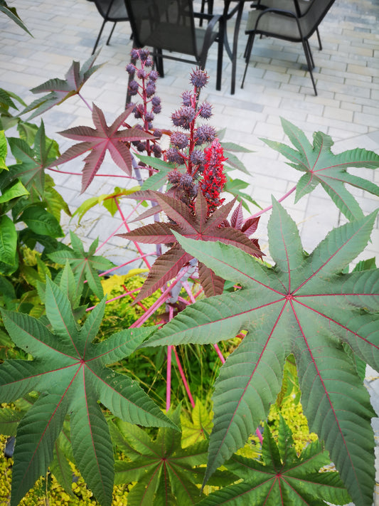 common castor bean