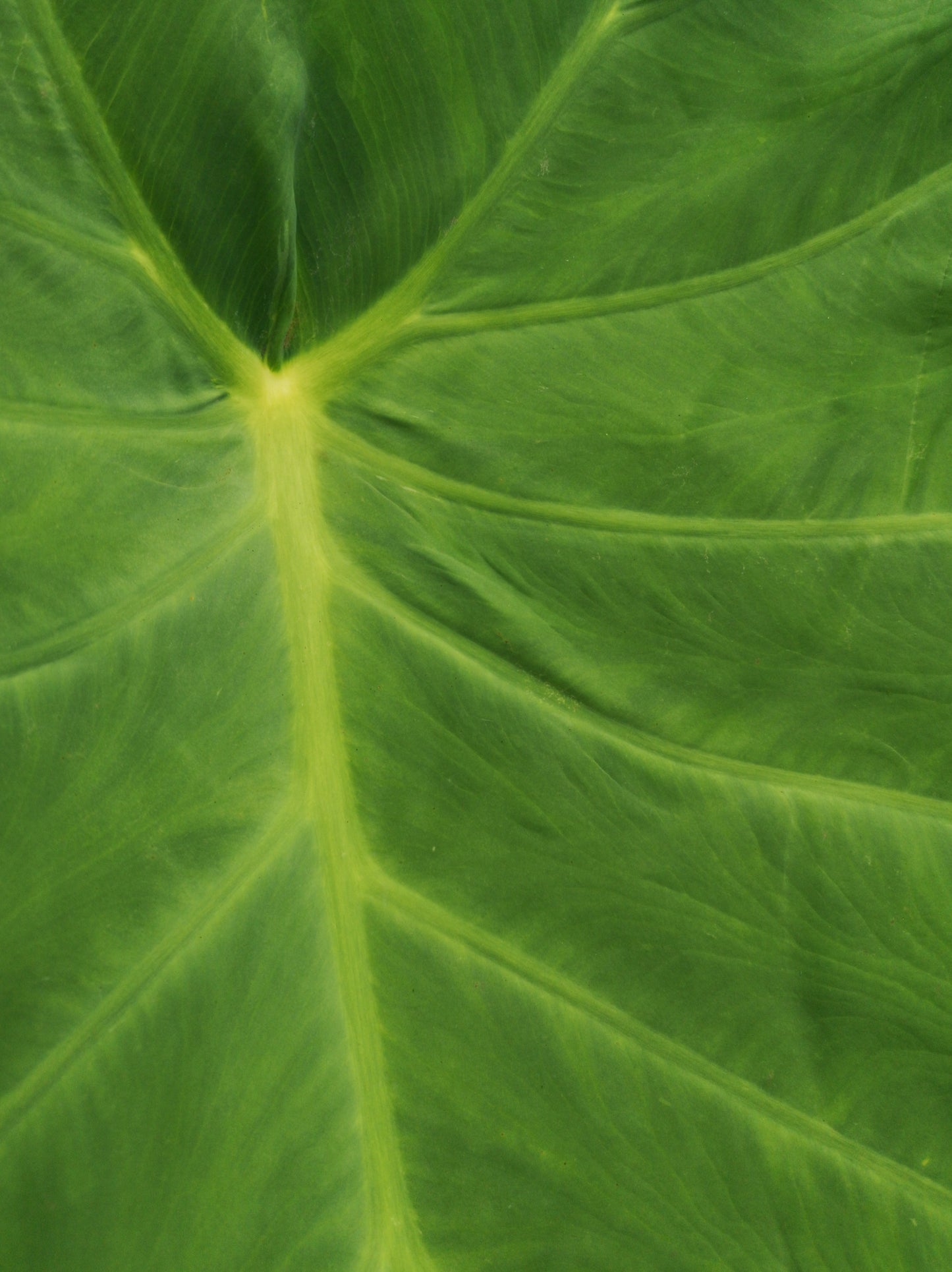 Colocasia 'Jack's Giant'