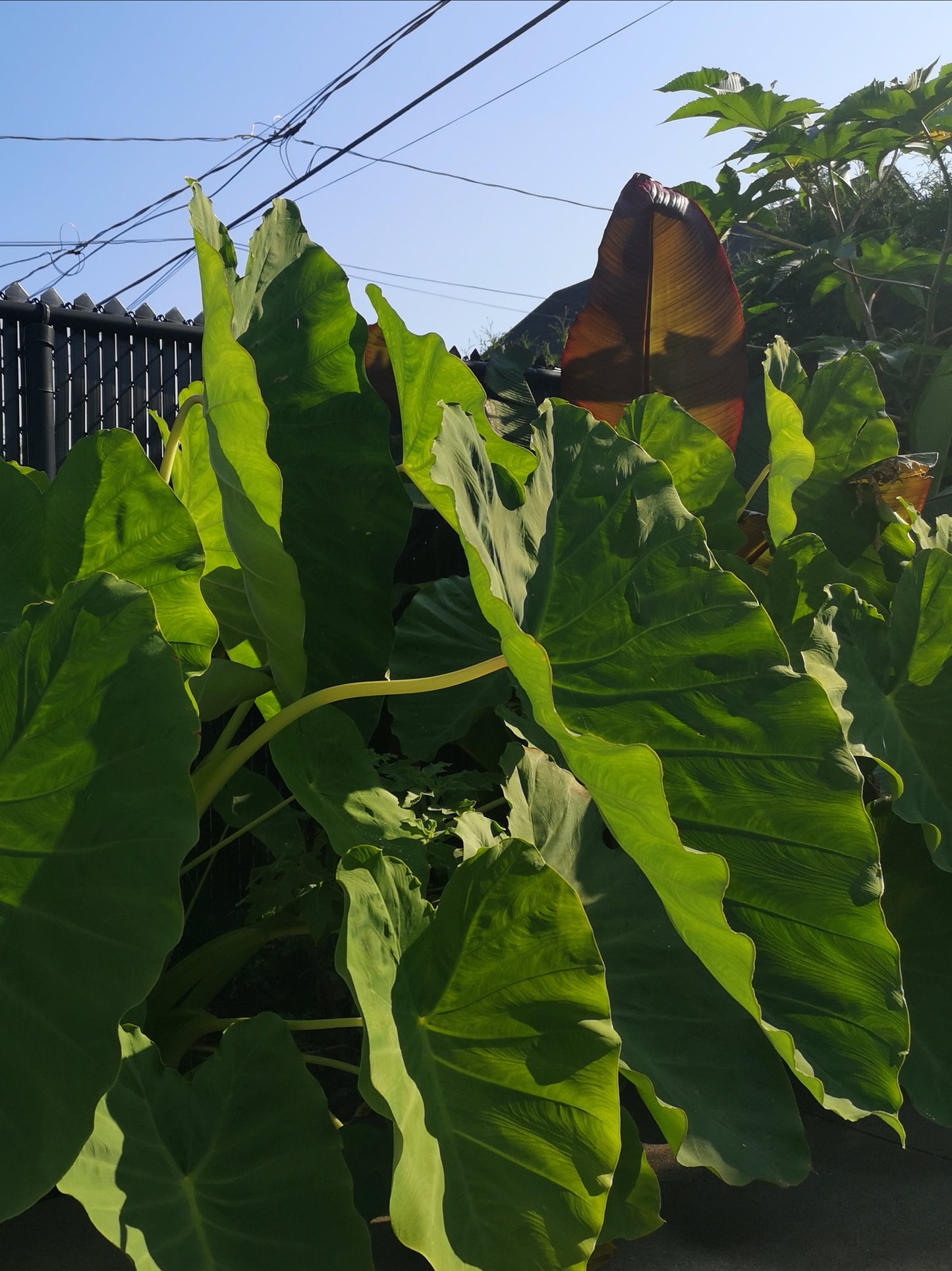 Colocasia 'Jack's Giant'