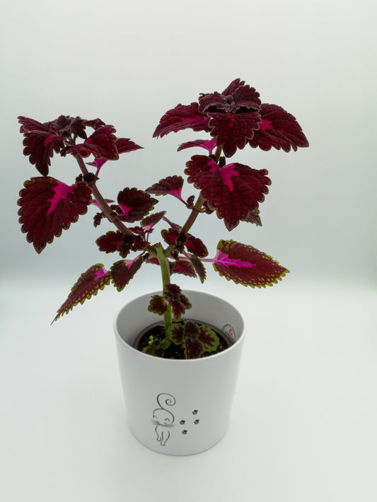 Coleus