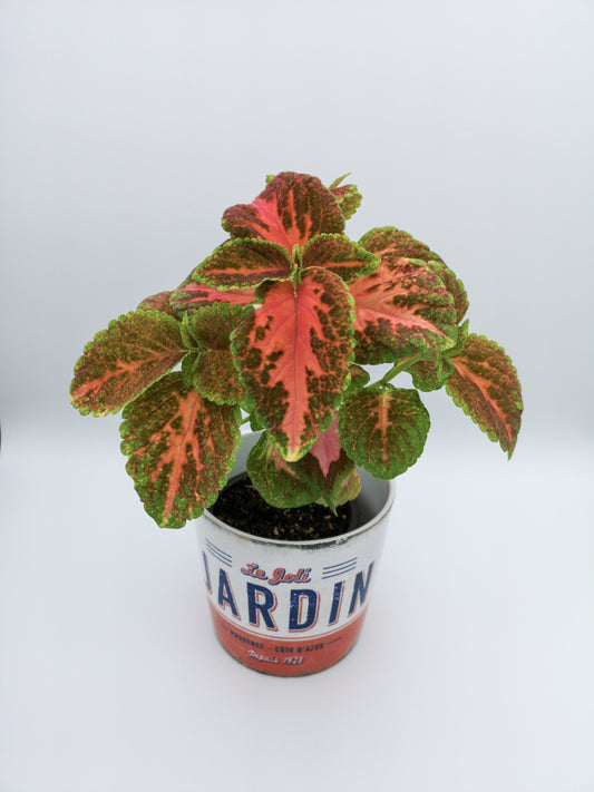Coleus