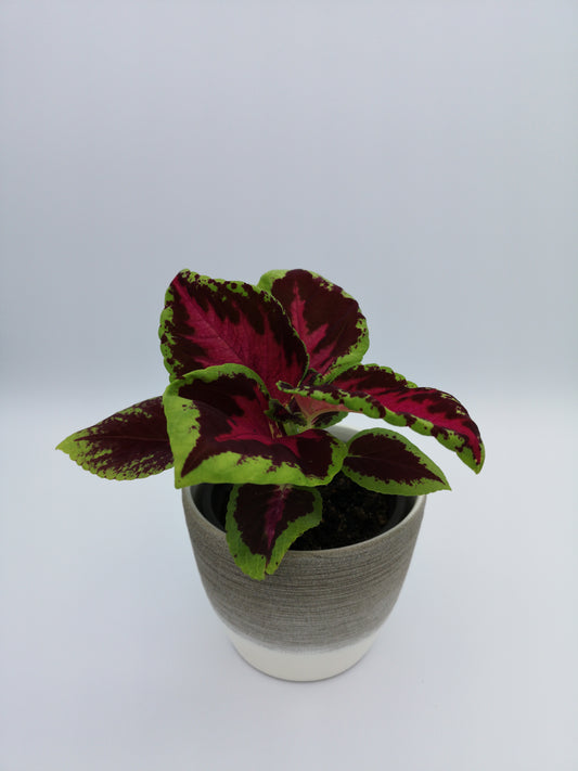 Coleus