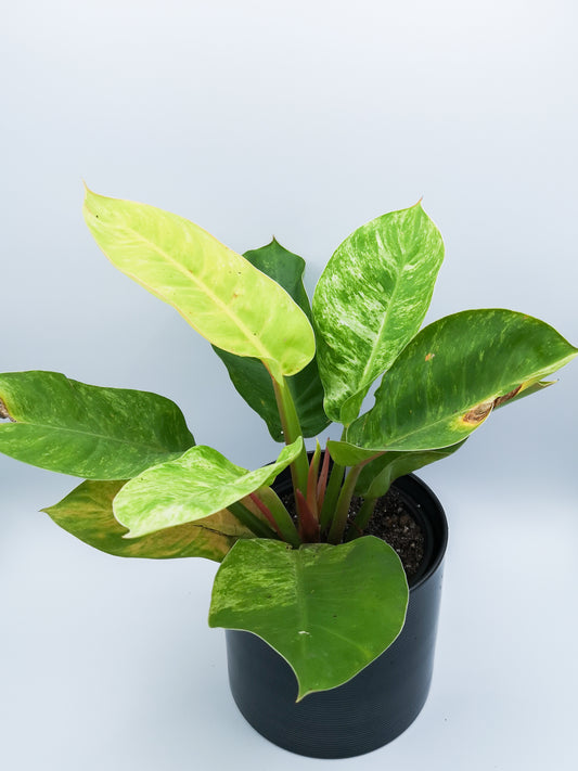 Philodendron moonlight variegated