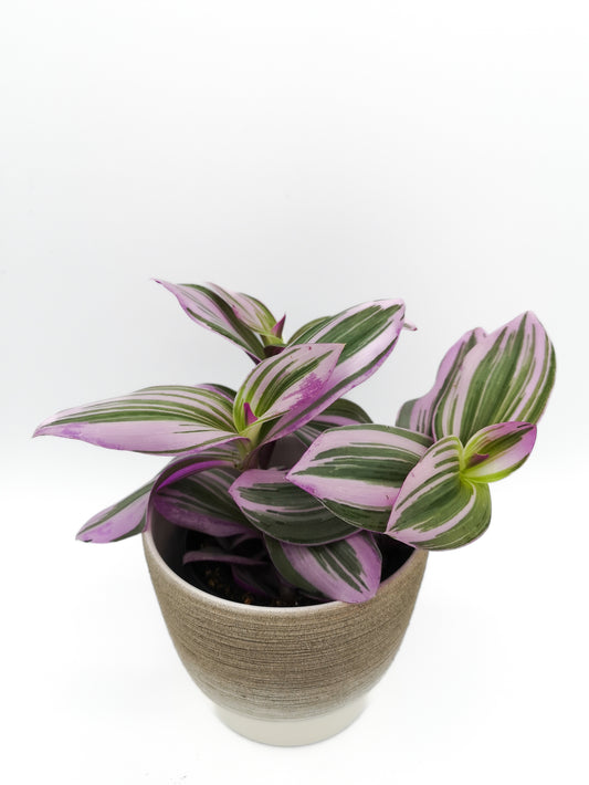 Tradescantia Nanouk (damaged plant)