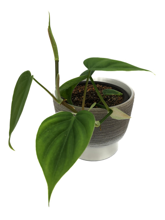 Philidendron heartleaf