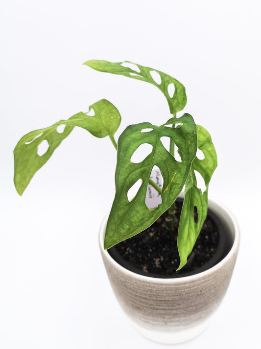 Monstera adansonii